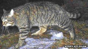 Scottish wildcat. Pic: Kerry Kilshaw/WildCRU/SNH