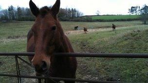 Horse at Mixbury