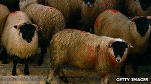 Sheep on lorry in Scotland - file pic