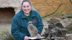 Meerkats with zoo keeper