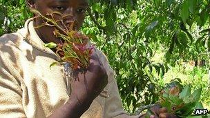 Some chewing khat in Kenya