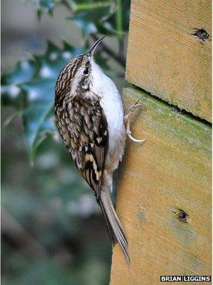 Treecreeper