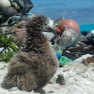 Albatross chick and plastic debris