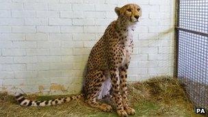 Issac, the cheetah found at Heathrow Airport