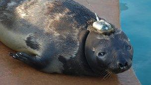 Eve the hooded seal