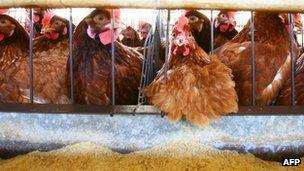 Hens in a battery cage