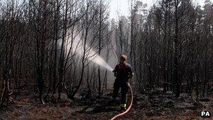 A fireman hoses down charred trees in Swinley Forest.