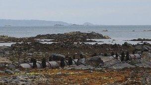 Sewage pipe on Guernsey's East coast