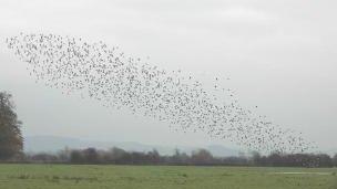 Migrating birds at Slimbridge