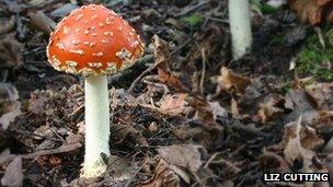 Fly agaric mushroom, Hintlesham Woods