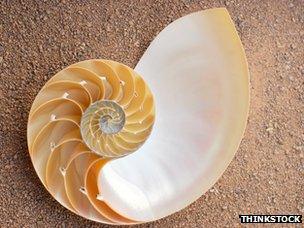 Halved nautilus shell showing its spiral formation