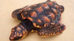 Loggerhead turtle