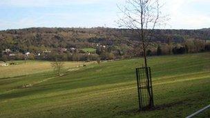 New tree in Norbury Park