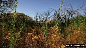 Big Morongo Wildlife Preserve (2007)