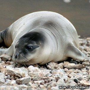 Mediterranean monk seal