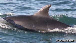 Bottlenose dolphin in Douglas Bay