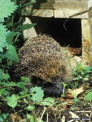 "Hedgehog house"