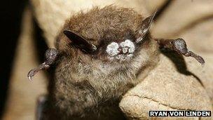 Little brown bat, New York, October 2008. Photo Credit: Ryan von Linden/New York Department of Environmental Conservation