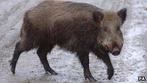 Boar