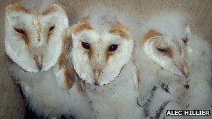 Barn owls by Alec Hillier