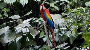 Macaw parrot