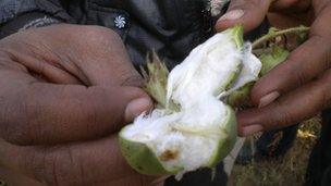 Cotton-picking in India