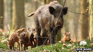 A wild boar with hoglets in the Forest of Dean, taken by Rob Ward