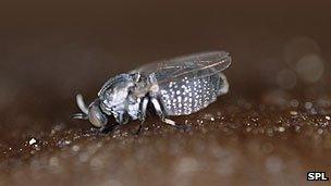 Feeding black fly