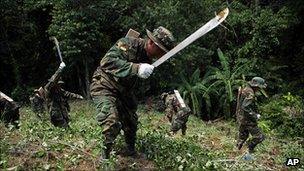 Bolivian troops cut illegal coca plants, 16 Jan 2012