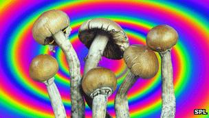 Magic mushrooms