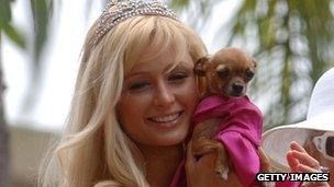 Paris Hilton with Chihuahua dog