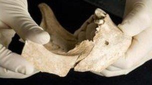 A scientist holds part of a skull and teeth used for isotope testing