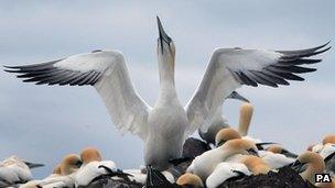 Gannets