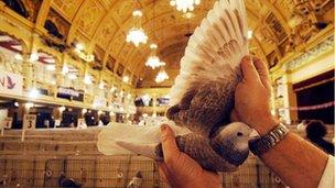 Pigeon on show at the Winter Gardens