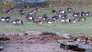 Canada geese on the shores of Windermere