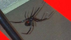 Black Widow spider found at RNAS Yeovilton in Somerset