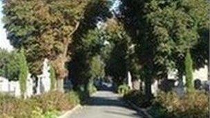 Graveyard avenue and yew trees