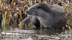 Otter at Minsmere