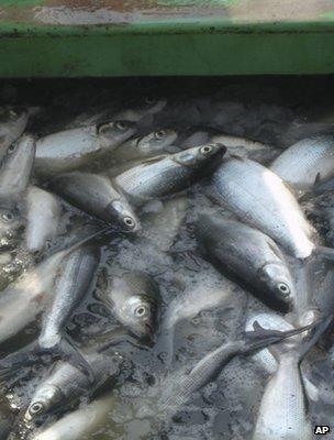 Fish being processed (Image: AP)