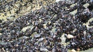 Mussels by Alan Harper