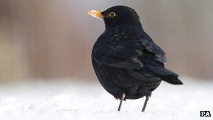 Male blackbird