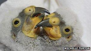 Kea chicks at Paradise Park in Hayle. Pic: Michelle Turton