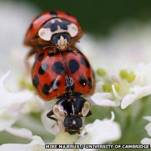 Harlequin ladybirds mating