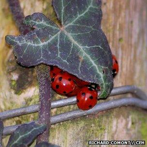 Seven-spotted ladybirds over-wintering