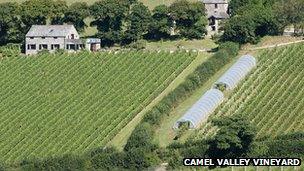 Camel Valley Vineyard