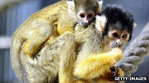 Squirrel monkeys