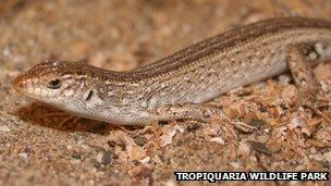 Larry the lizard (Chioninia)