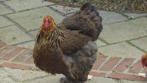 Farmer Chris Bates' ornamental chicken