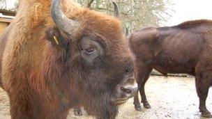 European bison