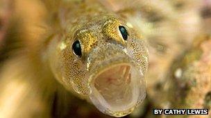 Painted Goby by Cathy Lewis